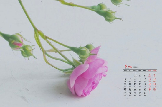 2019年5月粉色蔷薇花唯美高清日历壁纸