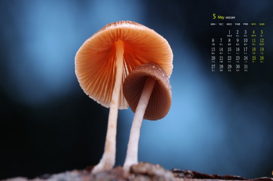 2019年5月漂亮的小蘑菇可爱高清日历壁纸