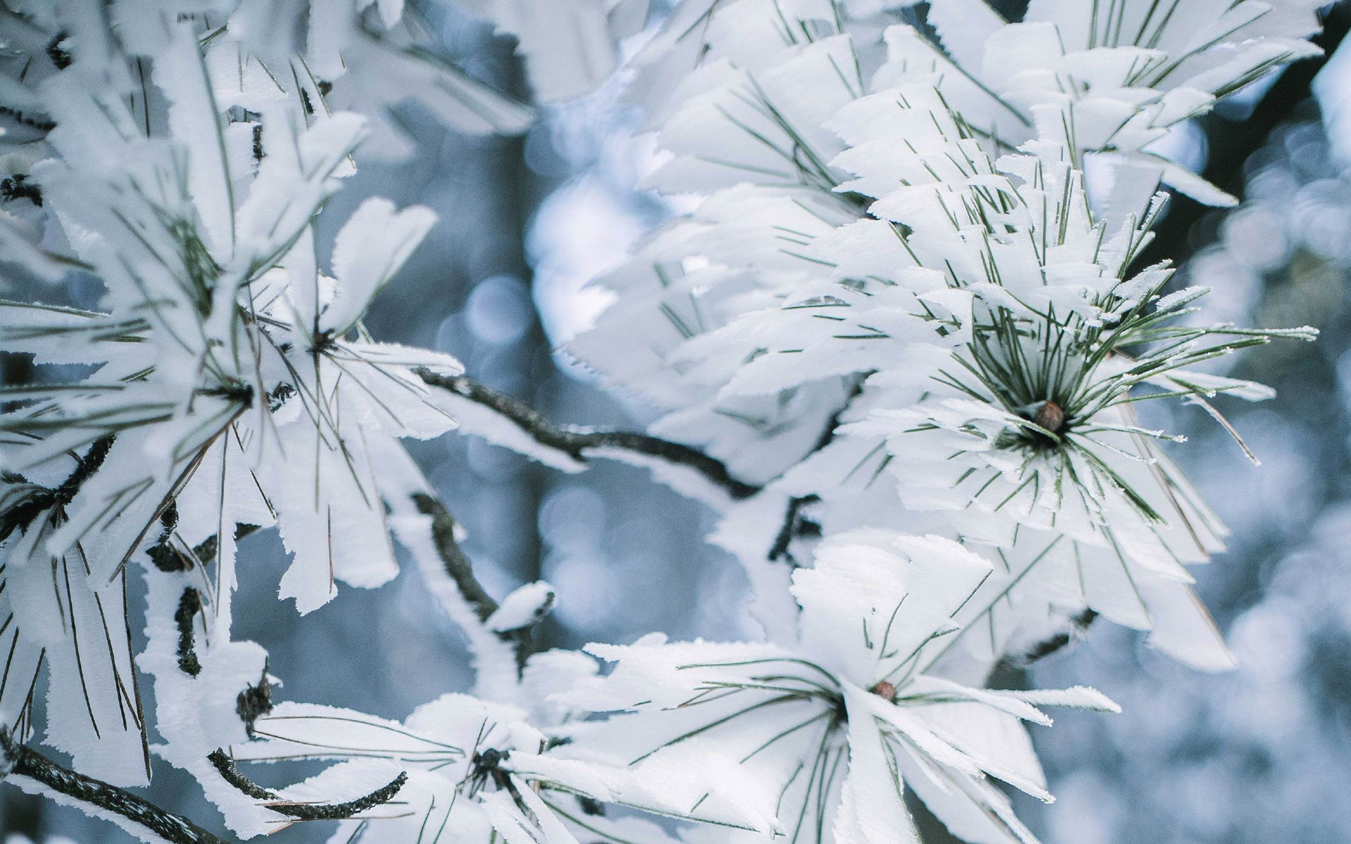 唯美雪景植物图片