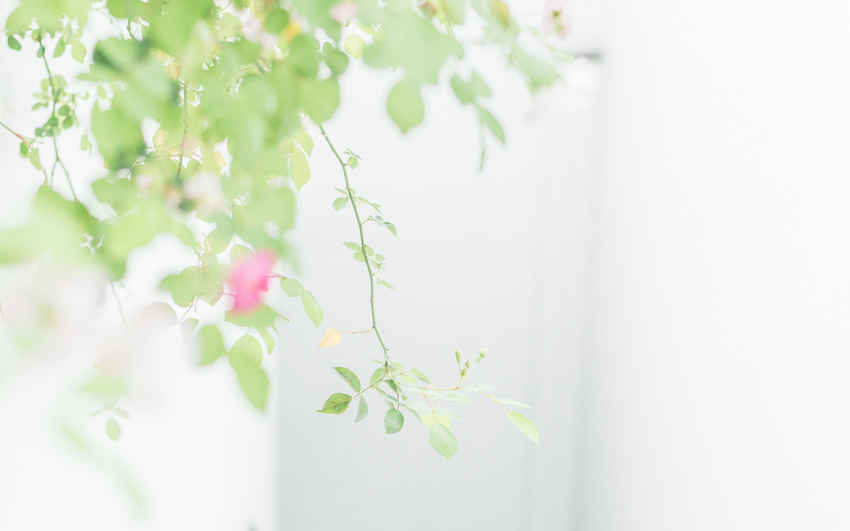 唯美小清新植物绿叶花卉高清桌面壁纸写真