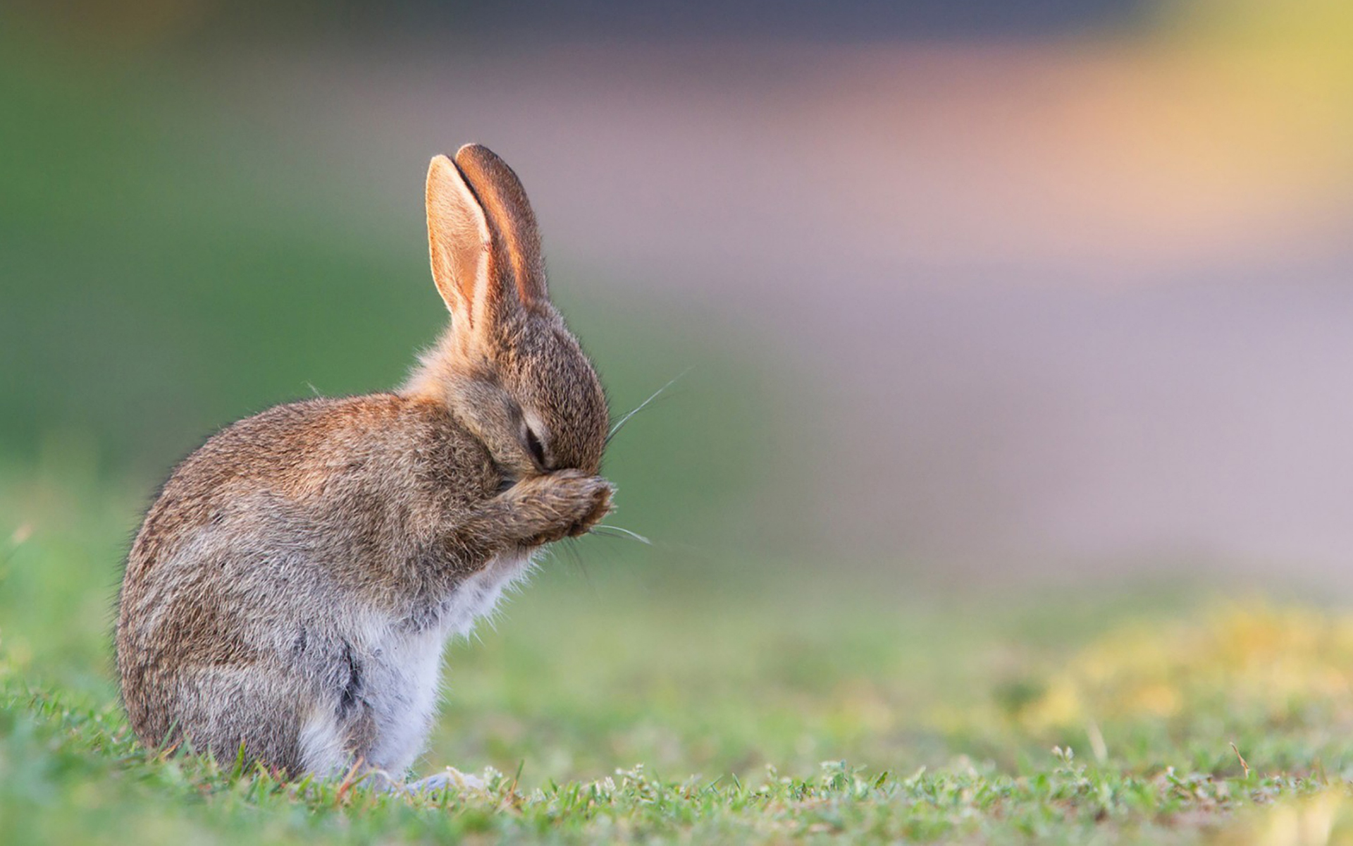 精选可爱动物萌系小白兔安静唯美的画面桌面壁纸