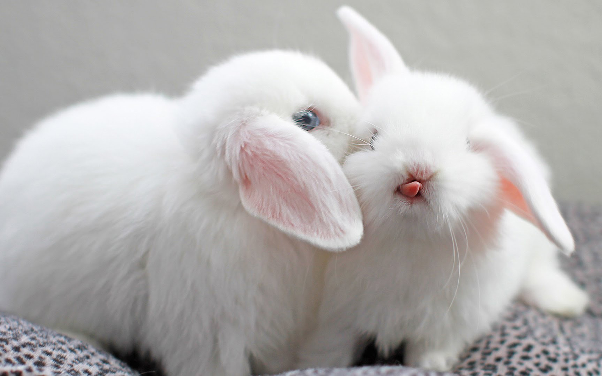 可爱动物萌系小白兔安静唯美的画面桌面壁纸