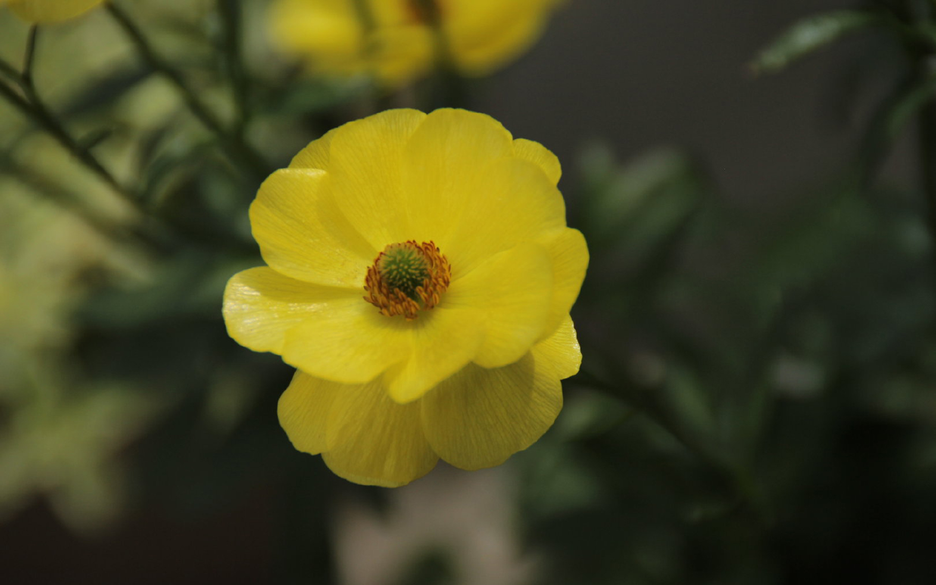 可爱黄色唯美小清新花卉高清桌面壁纸