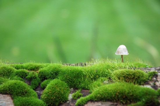 可爱的蘑菇高清桌面壁纸