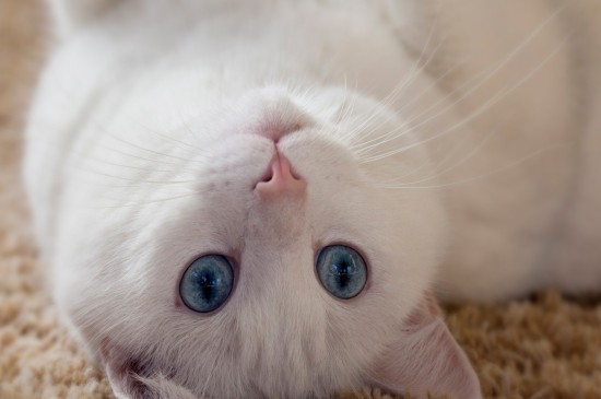 可爱软萌的白色小猫咪桌面壁纸