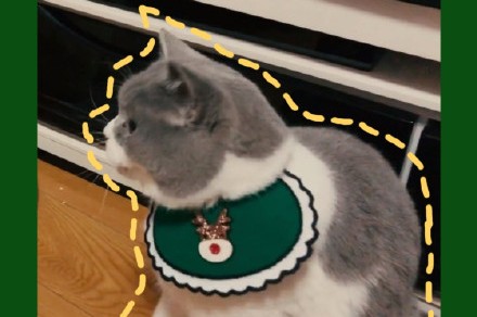 可爱萌物猫咪圣诞节头像图片