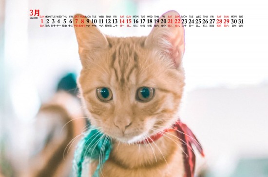 2020年3月可爱猫咪图片日历壁纸