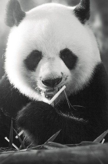超可爱软萌大熊猫图片手