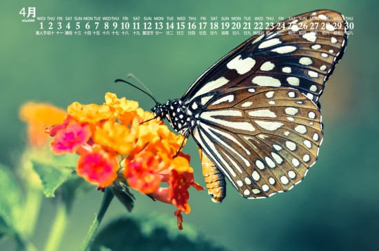 2020年4月唯美蝴蝶图片日历壁纸